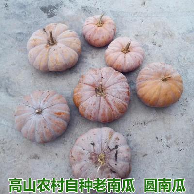 农家自种磨盘圆南瓜老南瓜
