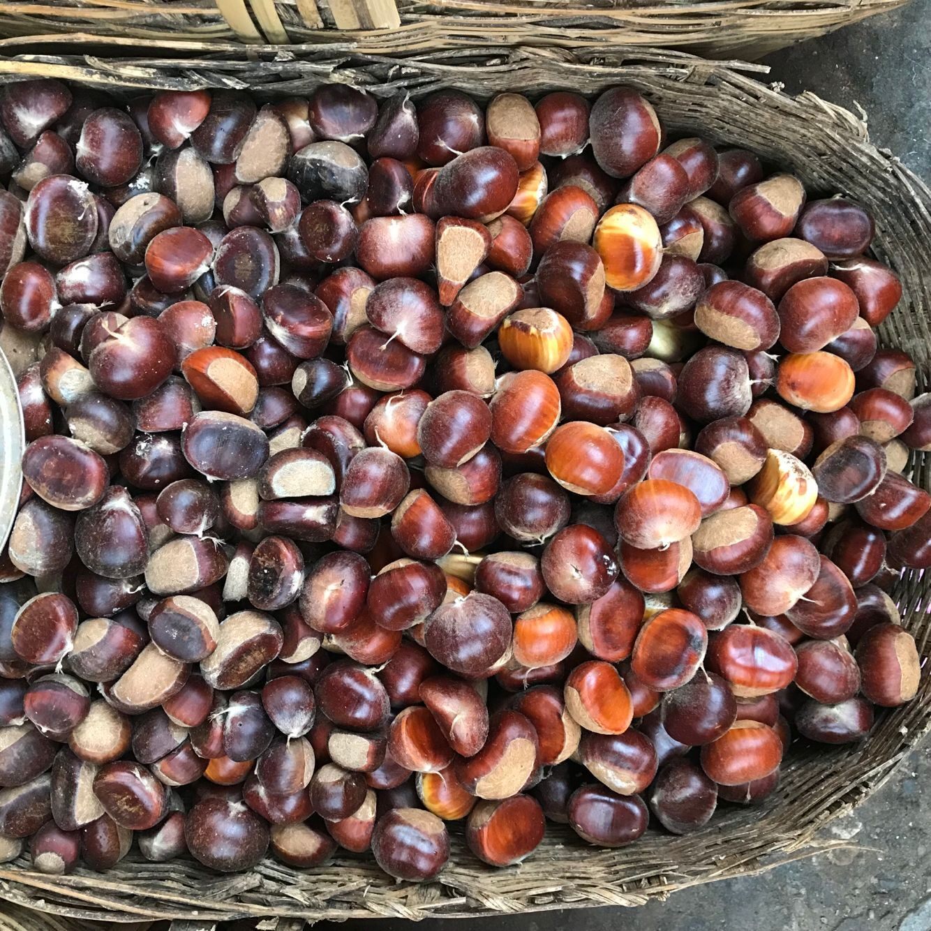 新鲜板栗 生板栗 板栗仁现摘 当季鲜栗子 毛栗子5斤装！