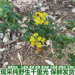 千里光新鲜现采九里光九里明蔓黄箭草青龙埂木莲草野野菊花天青红