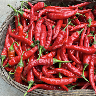 农家自种红辣椒新鲜红二荆条乌红现摘泡辣椒小彩米蔬菜尖剁椒