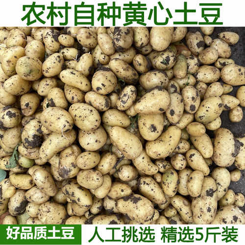 农村自种新鲜黄心小土豆 黄心土豆洋芋马铃薯新鲜农家自种蔬菜5斤