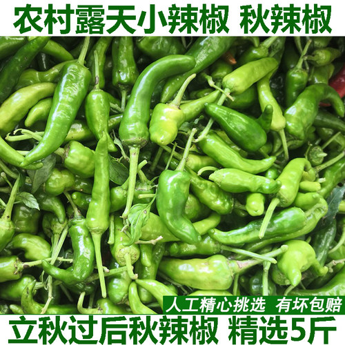 湖北子弹头小个皮薄肉厚包邮辣椒