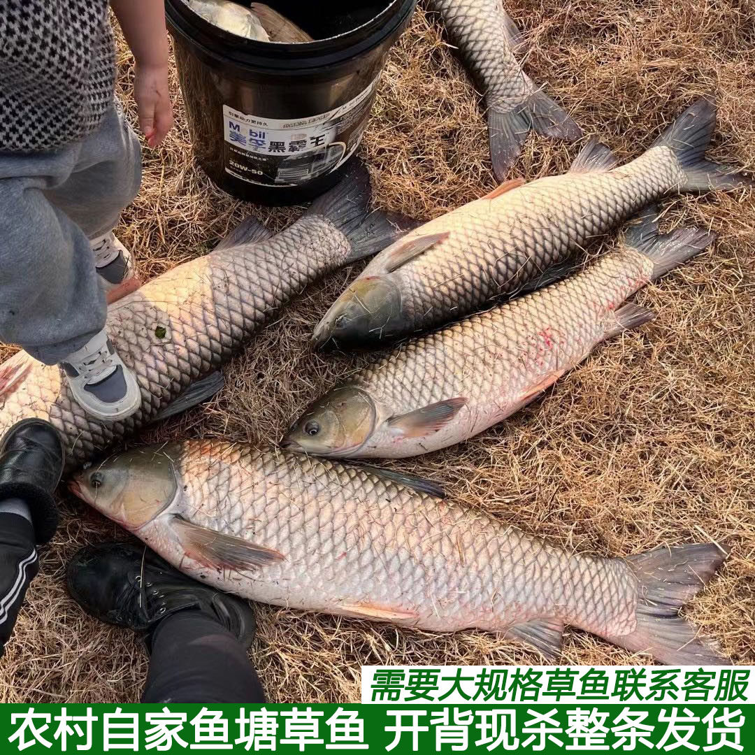 新鲜湖北宜昌大草鱼整条