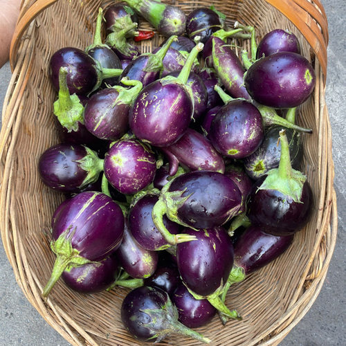 湖北农家自种冬茄子本地老品种紫色椭圆茄子软香紫皮茄子农家蔬菜