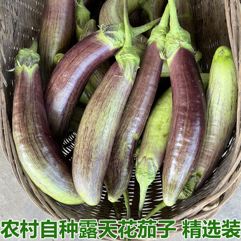 湖北新鲜茄子面包茄子海绵茄子烧烤茄子花茄子农家茄子开锅烂包邮