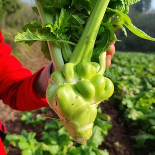 新鲜青菜头榨菜头棒菜菱角菜疙瘩菜泡菜头涪陵榨菜5斤儿菜咸菜料