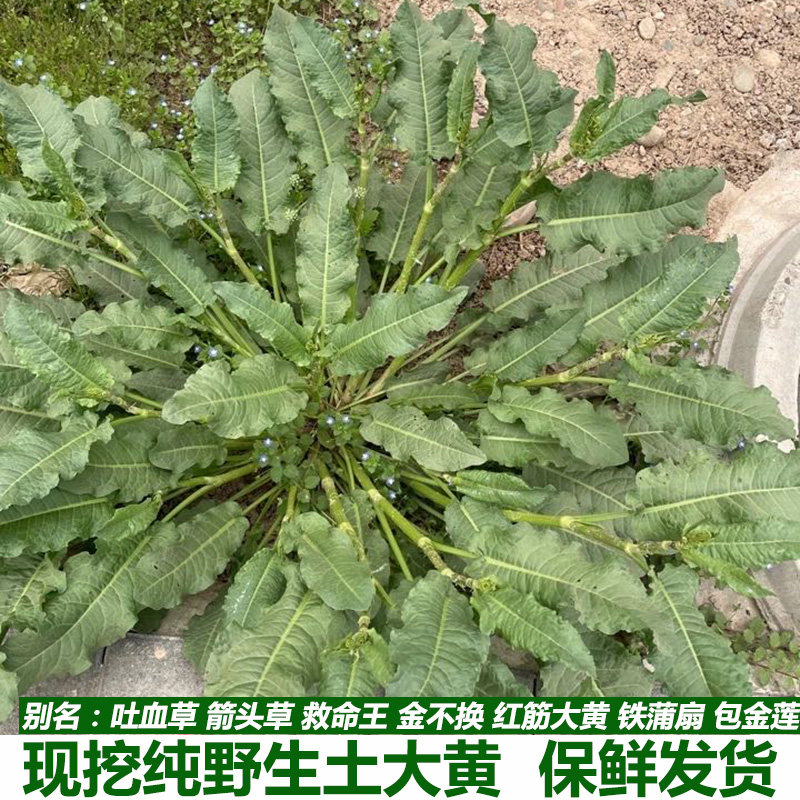 土大黄新鲜农村现挖土洋铁叶子吐血草箭头草救命王金不换红筋大黄