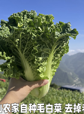 散叶白菜新鲜湖北本地青菜绿叶菜叶类菜白菜新先软叶白菜农家自种