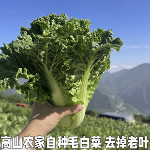 散叶白菜新鲜湖北本地青菜绿叶菜叶类菜白菜新先软叶白菜农家自种