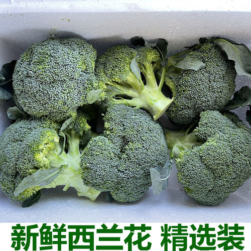 湖北新鲜西兰花农家现摘西蓝花菜花青花菜绿花菜花椰菜花菜包邮