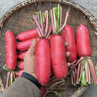 包邮 农家蔬菜自种红皮萝卜新鲜红皮白肉水萝卜泡菜胭脂萝卜5斤装
