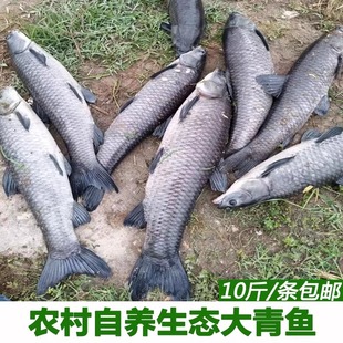 湖北宜昌农村自家鱼塘大青鱼鲜活现杀新鲜大螺丝青鱼非草鱼淡水鱼