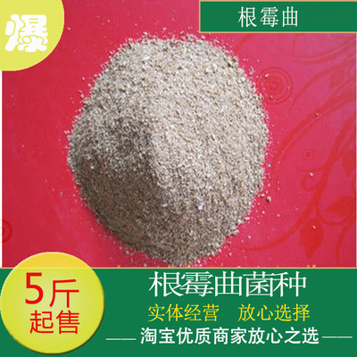 霉菌菌种酿酒三级酒药种子曲酒