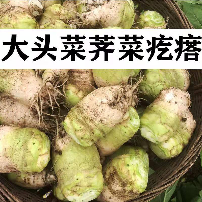 新鲜芥菜疙瘩大头菜咸菜下饭菜芥菜丝辣菜酱菜农家自种蔬菜5斤装