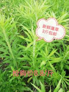 新鲜整珠小蓬草纯野生新鲜小飞蓬小苏门白酒菊草现采全株满3斤包