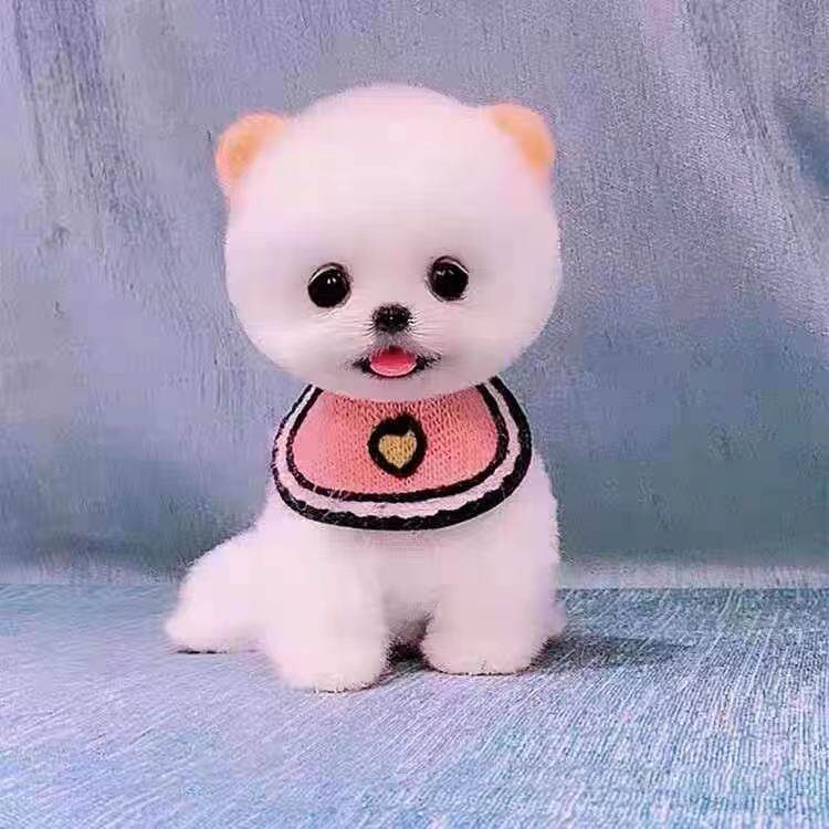 茶杯犬宠物真狗小狗幼犬长不大的宠物狗狗活体博美幼犬俊介宠物狗