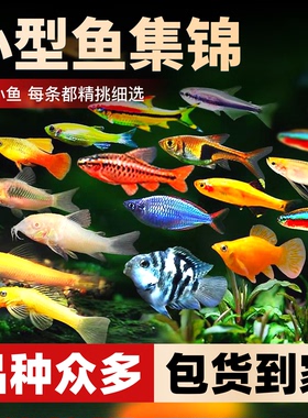 热带观赏鱼好养宝莲灯斑马淡水鱼清道夫小型胎生孔雀红绿灯科活鱼