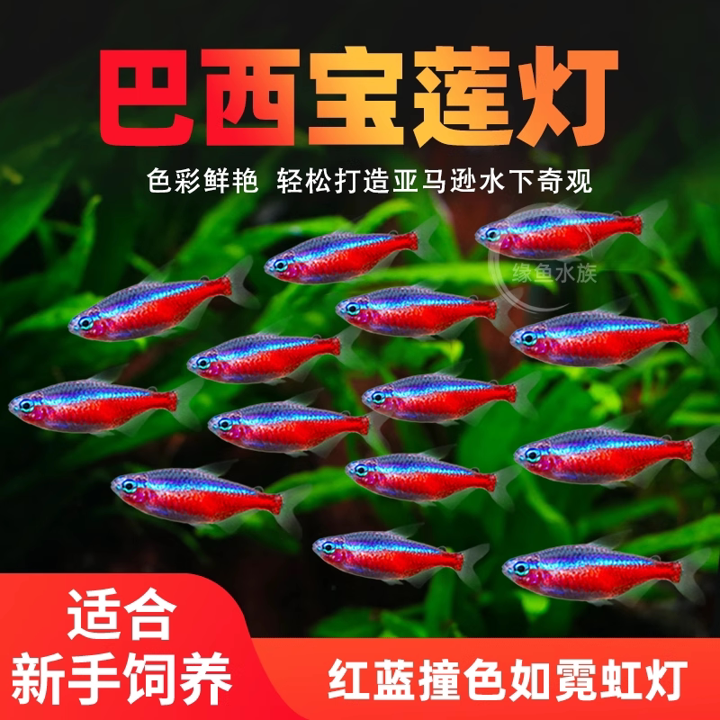 宝莲灯鱼红绿灯鱼热带观赏鱼