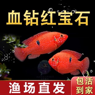 血钻红宝石热带鱼三湖慈鲷钻石斑点观赏鱼淡水活体宠物鱼淡水好养