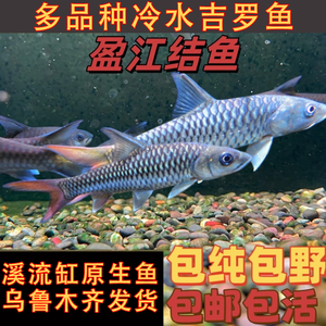 蓝吉罗红吉罗金吉罗冷水原生鱼