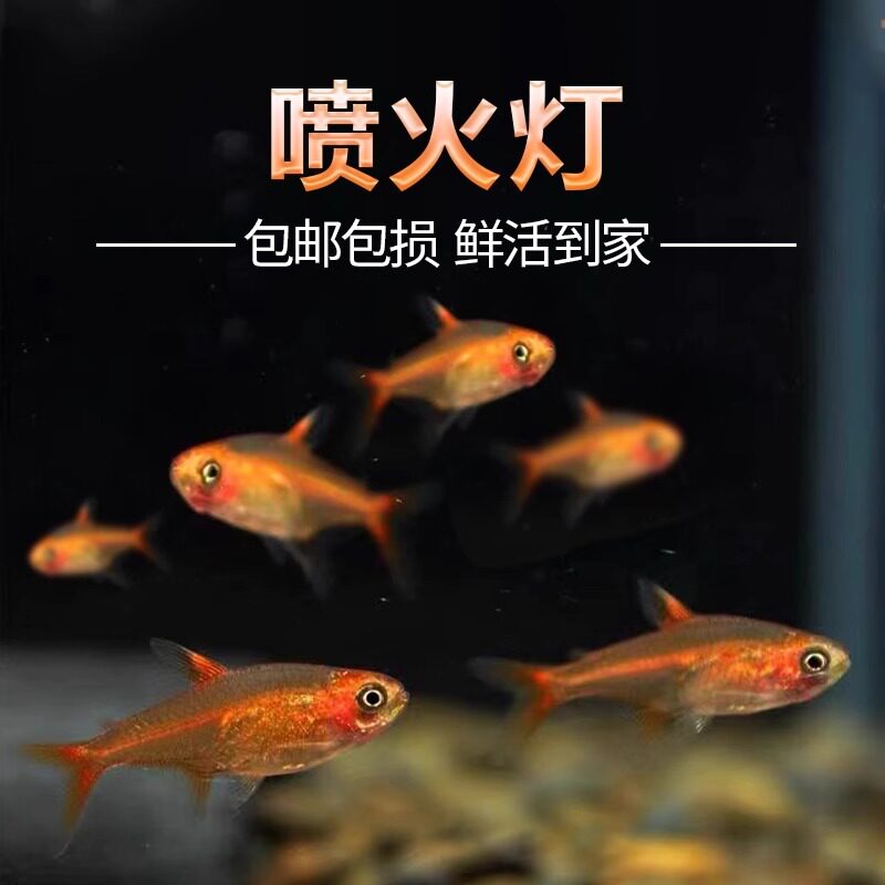 喷火灯小型鱼草缸热带观赏鱼