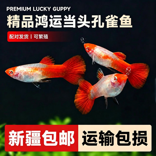 鸿运当头孔雀鱼小型观赏鱼胎生鱼