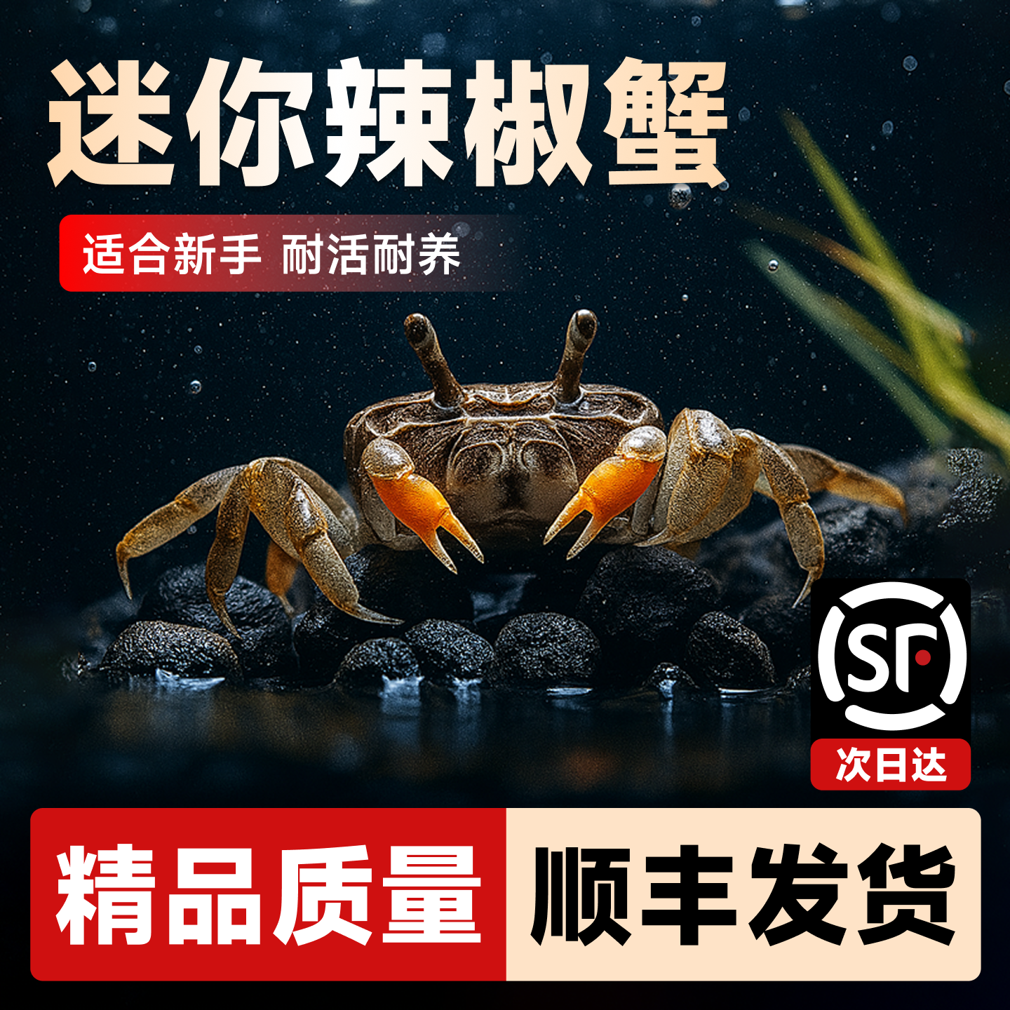 迷你辣椒蟹除藻工具蟹观赏蟹