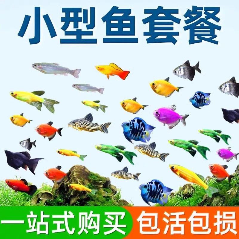 热带观赏鱼好养红绿灯斑马鱼淡水鱼孔雀鱼天使鱼小型宝莲灯科小鱼