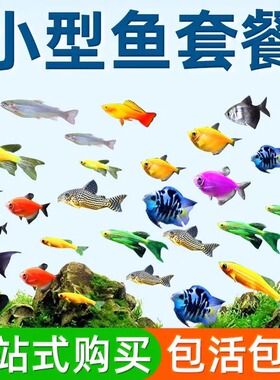 热带观赏鱼好养红绿灯斑马鱼淡水鱼孔雀鱼天使鱼小型宝莲灯科小鱼