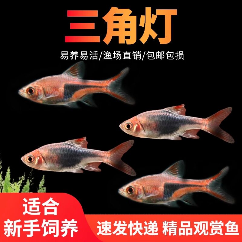 三角灯鱼草缸群游好养观赏鱼
