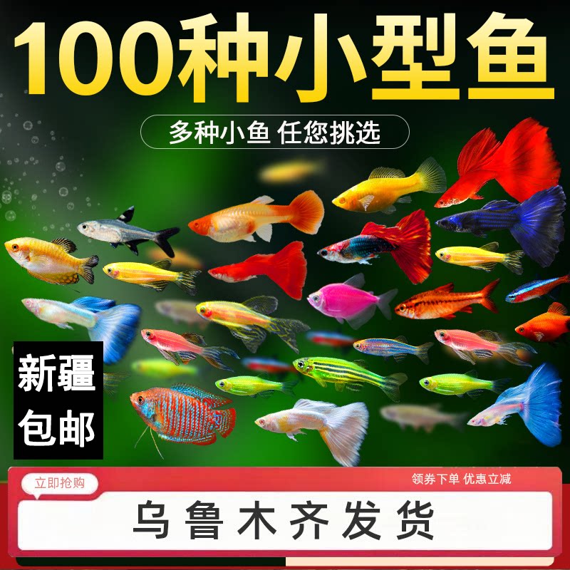 热带观赏鱼斑马孔雀鱼灯科红绿灯鱼新手好养耐活小型活鱼新疆包邮