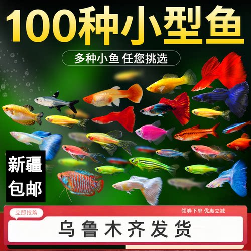 新疆包邮发货观赏鱼新手好养耐活