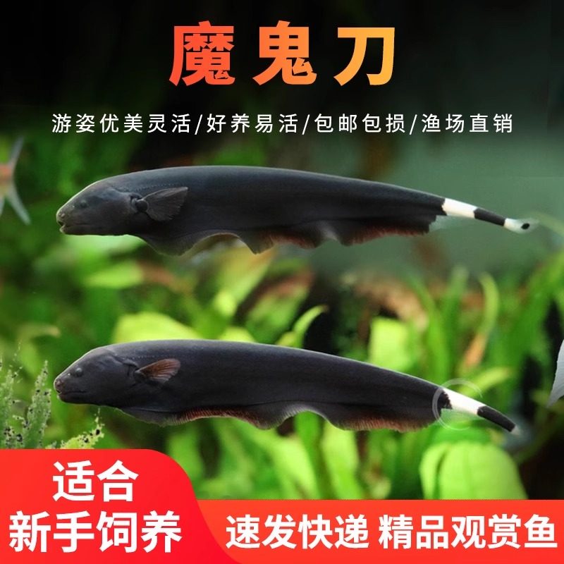 魔鬼刀热带鱼观赏鱼黑羽毛活体