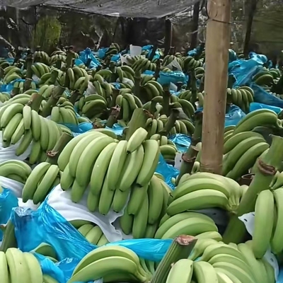 【京东快递】云南新鲜威尼斯香蕉山地水果现摘现发绿皮新鲜香甜软