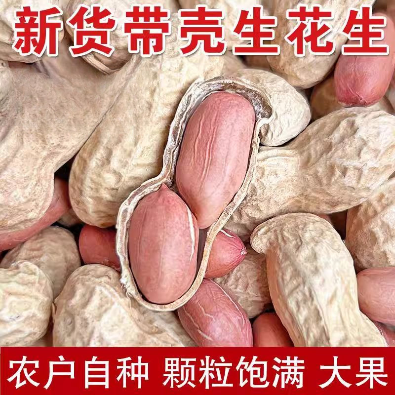 生花生新货晒干带壳新鲜花生果原味大粒薄壳优质高产种籽可吃可种