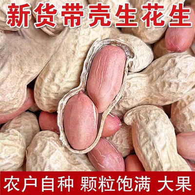 新货带壳生花生大粒高产可吃可种