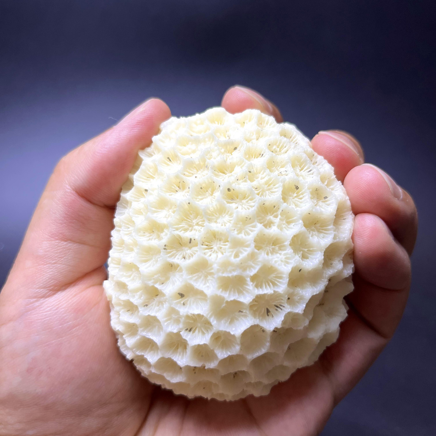 珊瑚石骨摆件玄关客厅海螺工艺品鱼缸水族造景茶桌摆件标本收藏