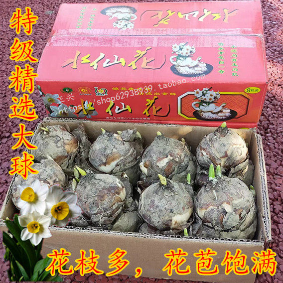 漳州水仙花种球种子绿植盆栽水培