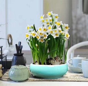 漳州水仙花种球复瓣水培冬季重瓣花卉室内盆栽水养植物球根大种子