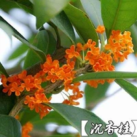 Привитые Dangui 5 лет саженцы