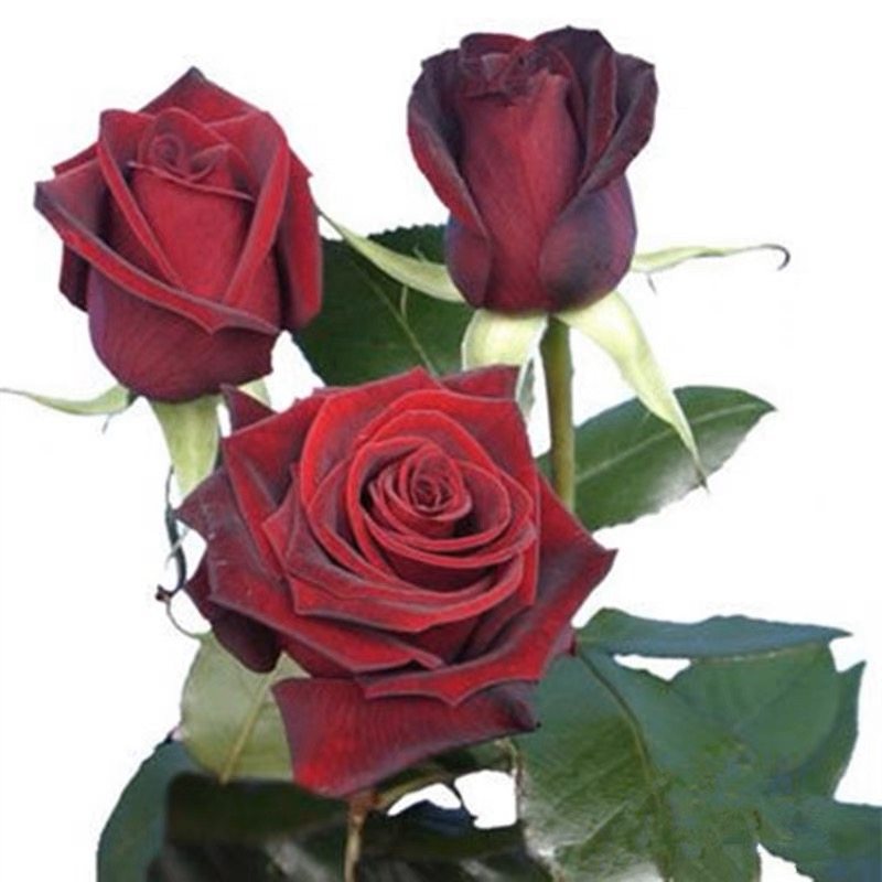 浓香大花玫瑰花苗黑巴克四季开阳台月季大苗盆栽花卉绿植物