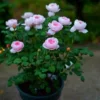Товары от 江苏茂芳花卉园艺有限公司