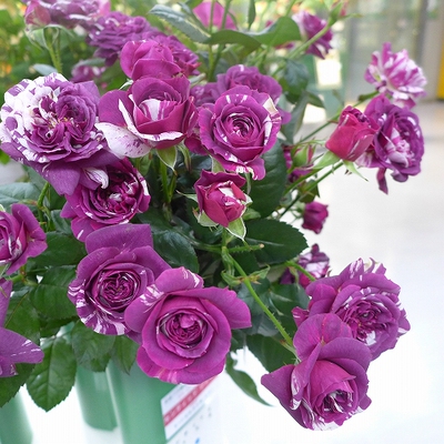 月季芳香宝石芬芳宝石花苗条纹
