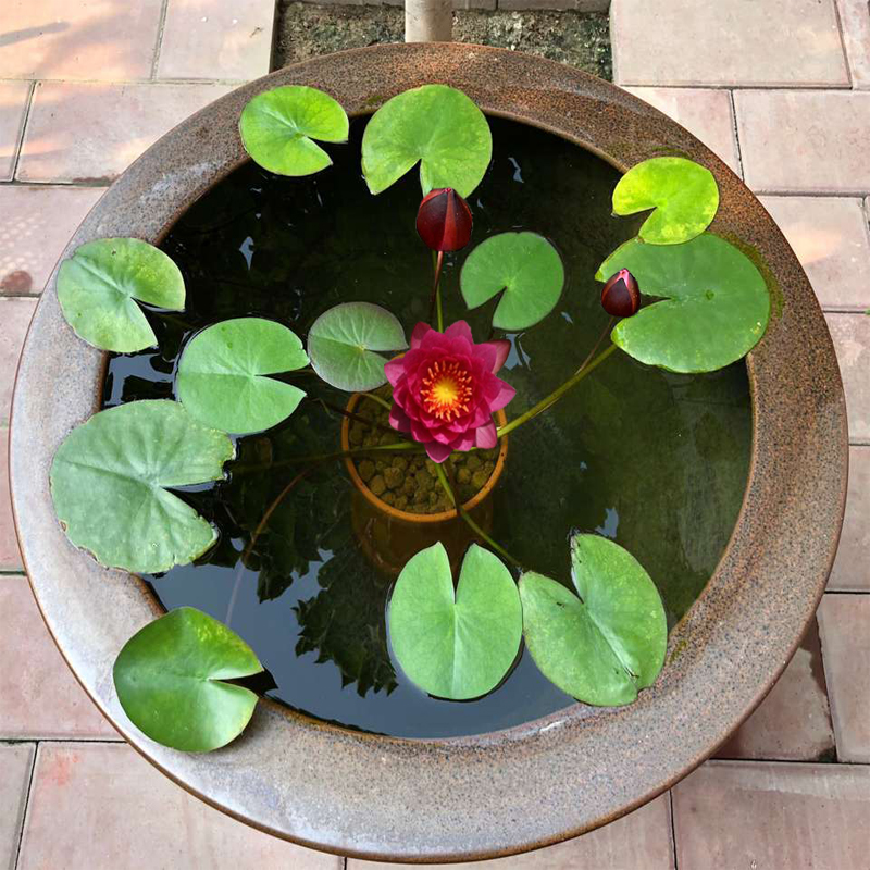 迷你睡莲水培植物四季花卉花盆栽根块观花水生碗莲荷花 净化空气