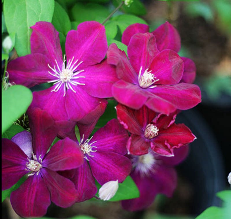 大花红衣主教铁线莲花大苗阳台花园庭院爬藤垂吊观花植物大花四季