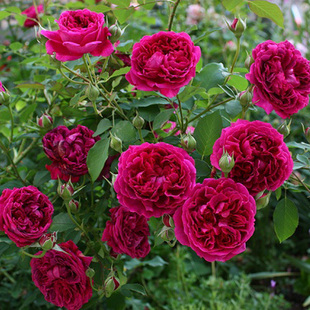 大花莎士比亚月季 玫瑰 花苗大花浓香庭院爬藤紫色蔷薇阳台植物四季