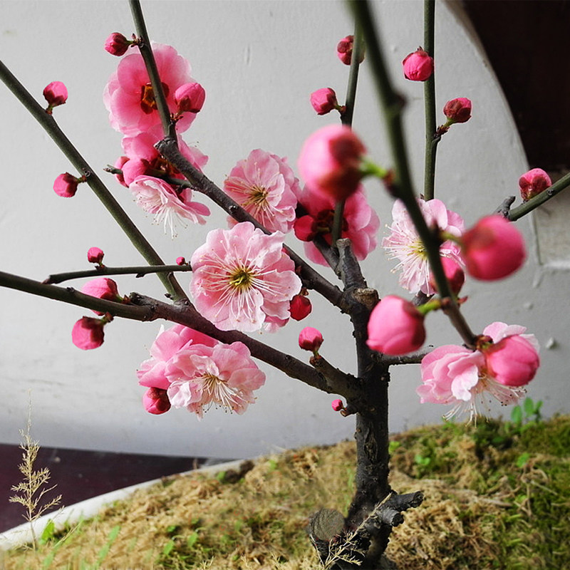 梅花树苗盆栽耐寒浓香花卉植物红梅乌梅绿梅大盆景室内外庭院绿植