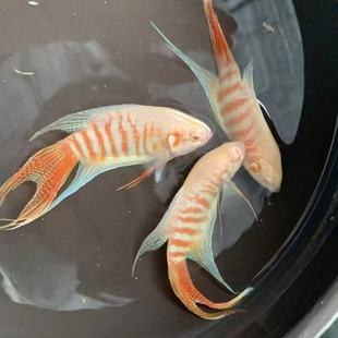 鸿运白兔中国斗鱼淡水冷水活体活鱼观赏鱼巨尾好养耐活免打氧鱼苗