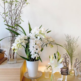 H正宗白玉香兰8花剑起多年生云南高山兰花基地直发室内高端花