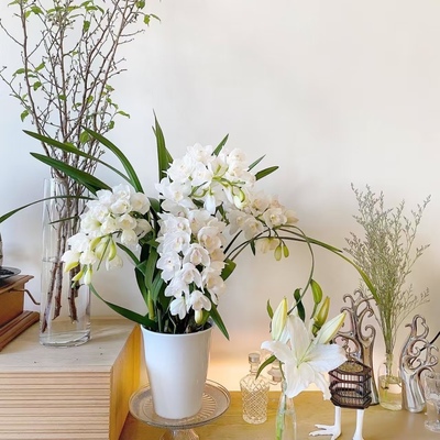 D正宗白玉香兰5-7花剑起多年生云南高山兰花基地直发室内高端花